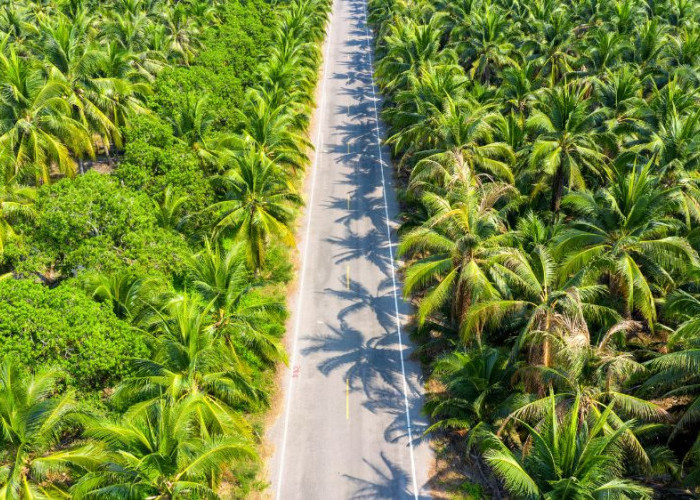 Perkebunan Sawit Dinilai Tidak Mampu Menahan Banjir, Ini Penjelasannya!