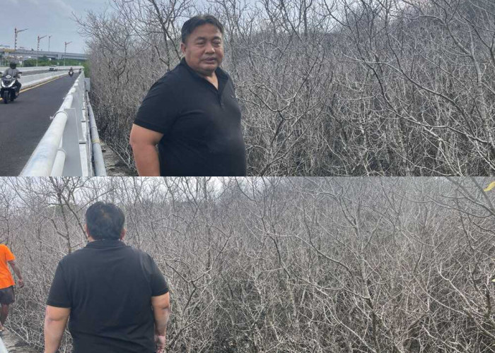 Ratusan Mangrove di Benoa Mengering, Diduga Akibat Kebocoran Pipa BBM Pertamina