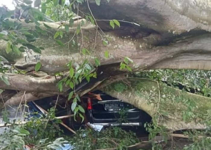 Pohon Beringin Tumbang di Pura Dalem Kahuripan Kintamani, Sejumlah Aset Warga Rusak