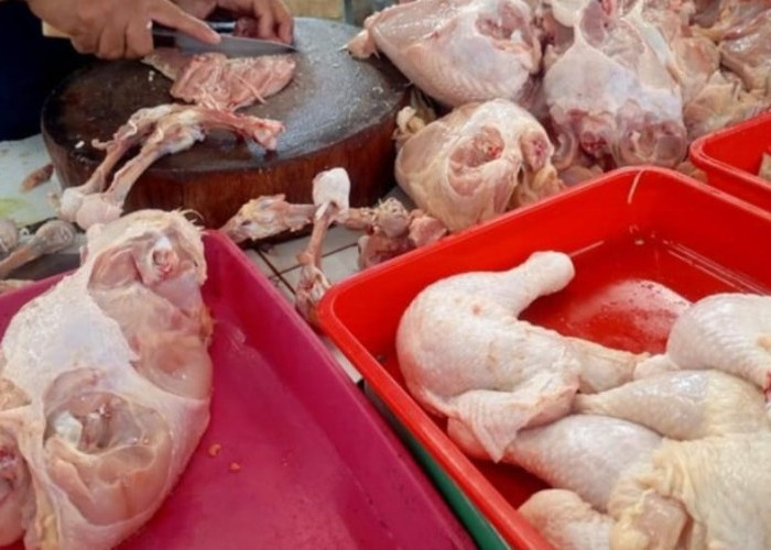 Jelang Imlek 2026, Dinas Ketahanan Pangan Pastikan Pasokan Ayam di Tabanan Cukup
