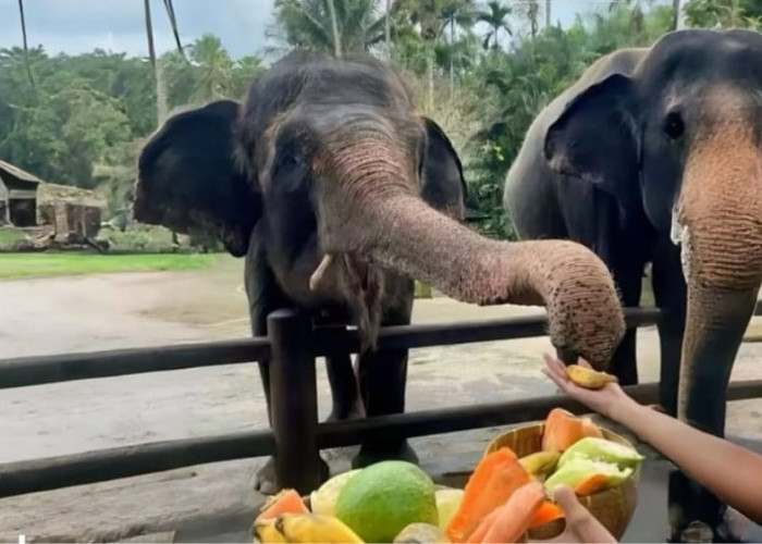 Aktivitas Gajah Tunggang di Bali Zoo Dihentikan Mulai Januari 2026
