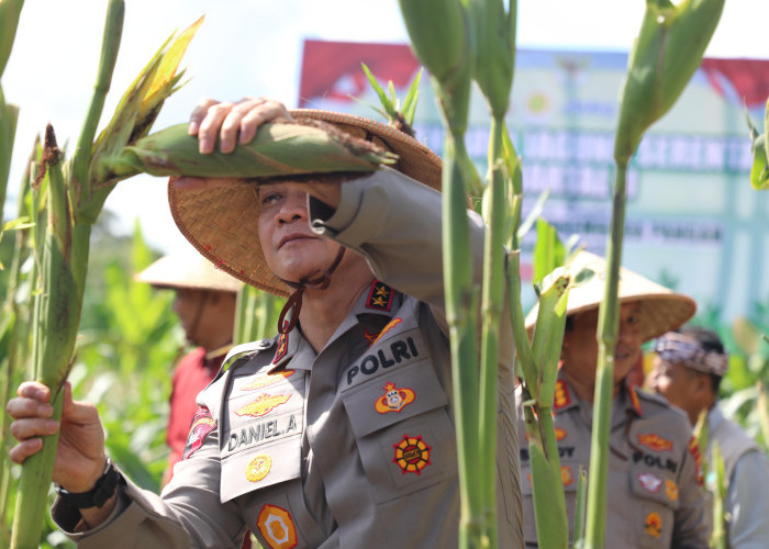 Dukung Swasembada Pangan, Kapolda Bali Panen Jagung Raya Serentak 