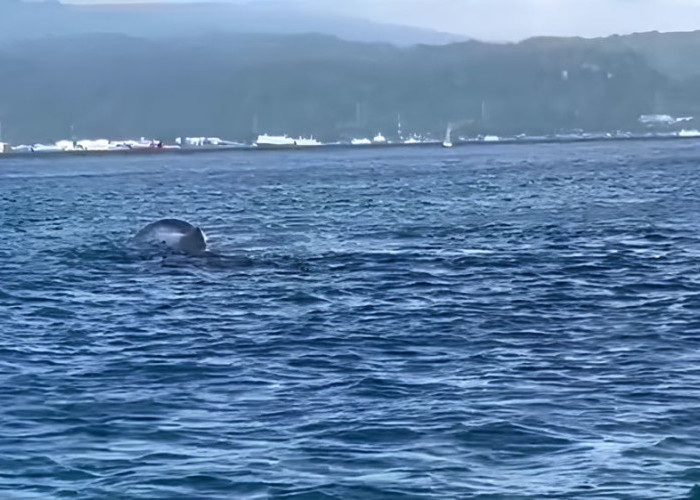 Paus Raksasa Terdampar di Perairan Gilimanuk, Diduga Dipengaruhi Kondisi Laut