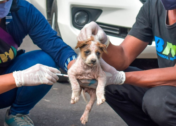 Kasus Rabies Kian Mengkhawatirkan, Pemprov Bali Gencarkan Vaksinasi Massal di Zona Merah