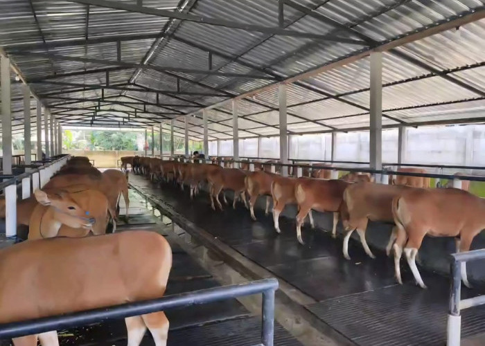 Pengeluaran Sapi Bali Dikawal Ketat Demi Jaga Populasi Ternak Lokal