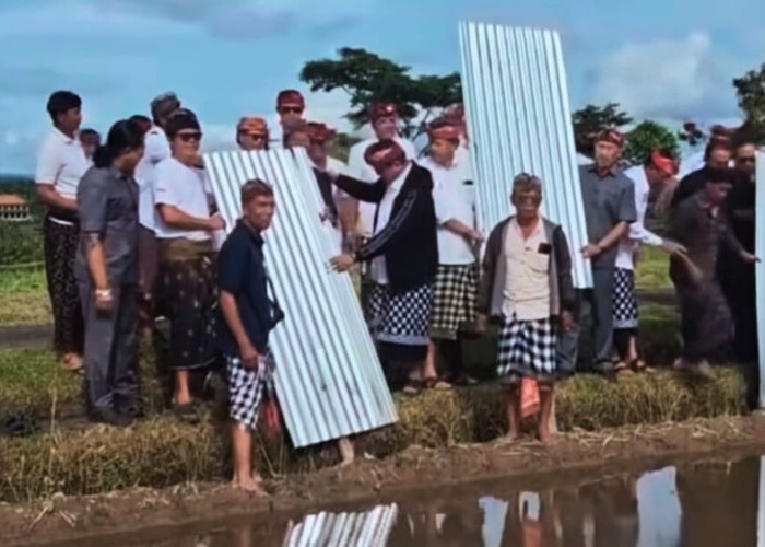 Petani Jatiluwih Cabut Seng Sawah Usai Pemkab Tabanan Tawarkan Moratorium