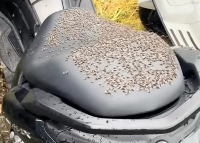 Lalat Musiman Kembali Serbu Kintamani, Limbah Ternak Jadi Pemicu Utama