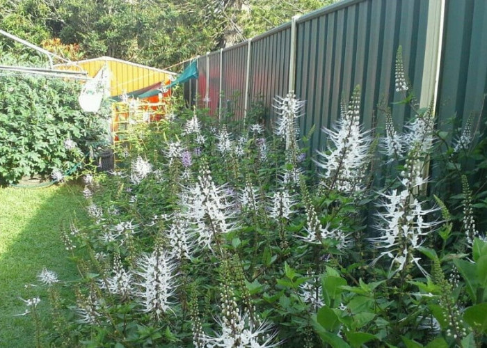 Kumis Kucing, Tanaman Hias yang Punya Segudang Khasiat Herbal, Ini Dia 10 Manfaatnya!