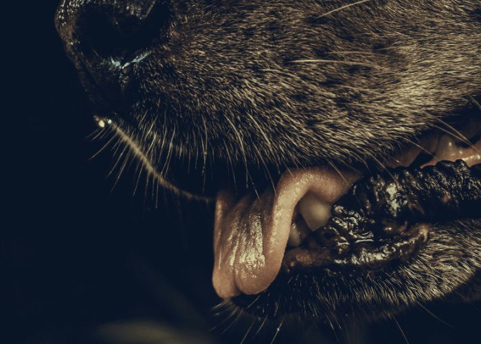 Rabies Masih Menjadi Ancaman di Bali, 16 Korban Meninggal Sepanjang 2025