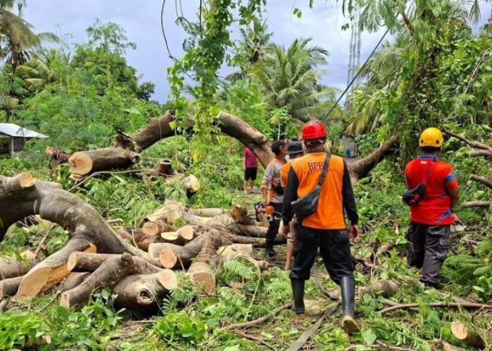 Angin Kencang dan Hujan Lebat Picu Pohon Tumbang di Karangasem, BPBD Lakukan Penanganan
