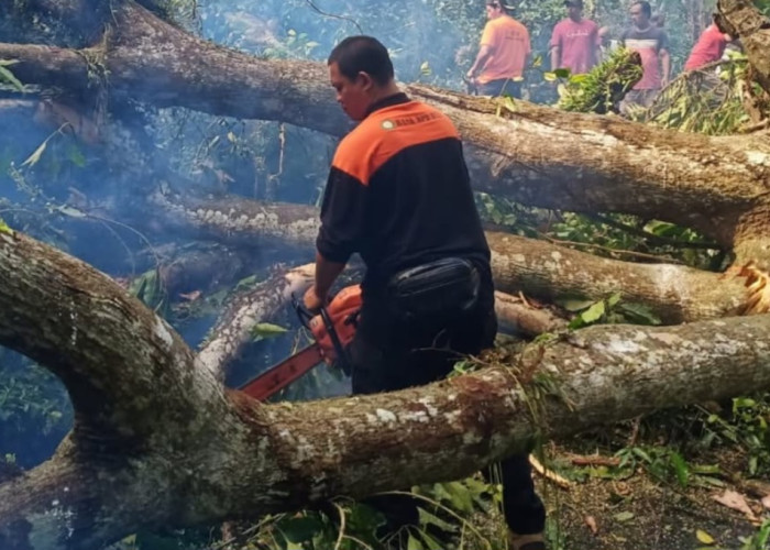 Hujan Deras Landa Tabanan, Pohon Aee Tumbang Hingga Tutupi Badan Jalan