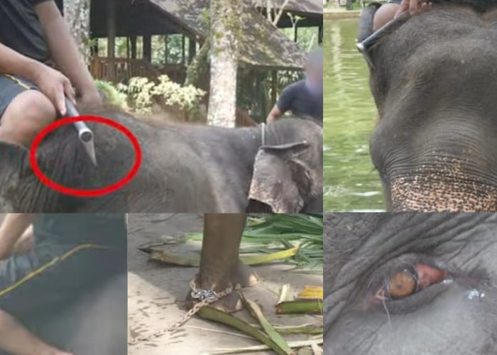 Soroti Isu Eksploitasi Gajah, BKSDA Bali Dorong Penghentian Bertahap Elephant Riding