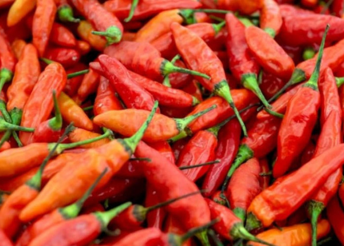 Disperindag Catat Kenaikan Cabai Rawit di Denpasar pada 1 Ramadhan 1447 H