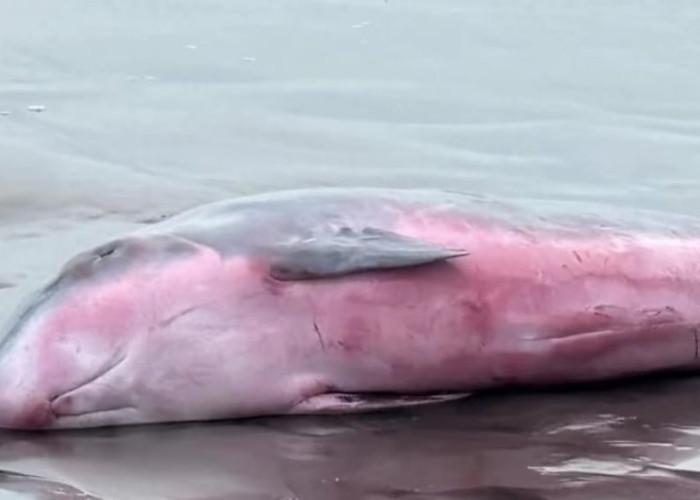 Terombang-ambing Ombak, Paus Sperma Kerdil Kembali Terdampar di Pantai Tembles