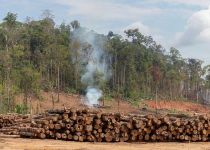 Kenapa Pembalakan Liar Sulit Diberantas di Indonesia?