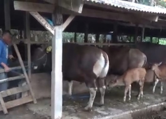 Prabowo Beli Dua Sapi Kurban dari Peternak di Tabanan Bali, Beratnya Hampir 1 Ton!