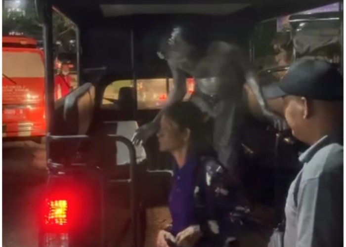 Satpol PP Denpasar Tertibkan Pengamen, Manusia Silver dan Pengemis di Persimpangan Jalan