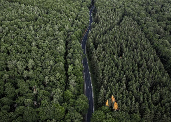 Strategi Memulihkan Lahan Kritis, Tanaman yang Tepat untuk Mengembalikan Fungsi Ekologi