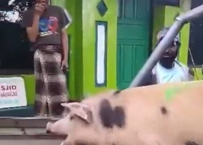 Baru Mualaf, Pria Asal Papua Kirim Babi untuk Kurban, Habib Jafar Jelaskan Hukumnya!