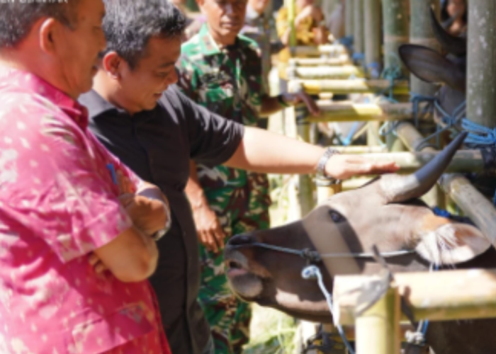 Lomba Bibit Sapi Bali Gianyar Dorong Peningkatan Mutu Genetik dan Kesejahteraan Peternak