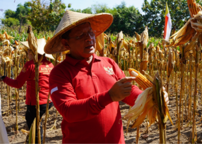 Pemkab dan Polres Buleleng Panen Jagung dan Luncurkan Benih Jagung Goak Poleng