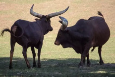 Fakta Menarik Sapi Watusi yang Sudah Masuk Indonesia, Hewan si Pemilik Tanduk Terbesar di Dunia