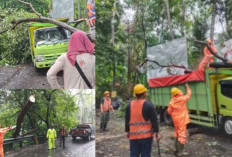 Pohon Perindang Roboh di Desa Bugbug, Arus Amlapura–Denpasar Lumpuh Sementara