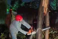 Diterjang Cuaca Ekstrem, Denpasar Dilanda Pohon Tumbang hingga Angin Puting Beliung