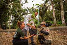 Nuanu dan Bali Tourism Board Dukung Reforestasi Batukaru