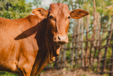 Daftar Harga Hewan Kurban BAZNAS 2026 Lengkap Kambing hingga Sapi