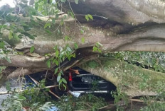 Pohon Beringin Tumbang di Pura Dalem Kahuripan Kintamani, Sejumlah Aset Warga Rusak