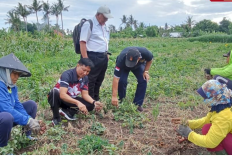 Panen Perdana Bawang Merah Desa Gerokgak Dorong Ketahanan Pangan dan Ekonomi Petani