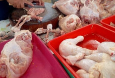 Jelang Imlek 2026, Dinas Ketahanan Pangan Pastikan Pasokan Ayam di Tabanan Cukup