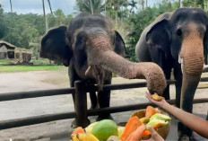Aktivitas Gajah Tunggang di Bali Zoo Dihentikan Mulai Januari 2026
