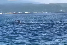 Paus Raksasa Terdampar di Perairan Gilimanuk, Diduga Dipengaruhi Kondisi Laut