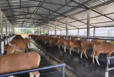 Pengeluaran Sapi Bali Dikawal Ketat Demi Jaga Populasi Ternak Lokal