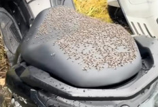 Lalat Musiman Kembali Serbu Kintamani, Limbah Ternak Jadi Pemicu Utama