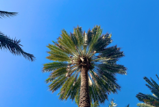 Cek Informasi Prakiraan Cuaca Bali Hari ini 25 Januari 2026, Tabanan dan Karangasem Turun Hujan!