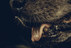 Rabies Masih Menjadi Ancaman di Bali, 16 Korban Meninggal Sepanjang 2025