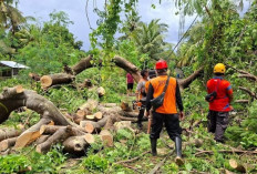 Angin Kencang dan Hujan Lebat Picu Pohon Tumbang di Karangasem, BPBD Lakukan Penanganan