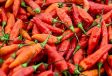 Disperindag Catat Kenaikan Cabai Rawit di Denpasar pada 1 Ramadhan 1447 H