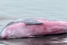 Terombang-ambing Ombak, Paus Sperma Kerdil Kembali Terdampar di Pantai Tembles