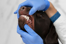 Gigitan Anjing Berujung Fatal, Bocah 8 Tahun di Karangasem Meninggal Dunia Akibat Rabies