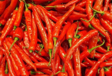 Harga Cabai Meroket, Inflasi Bali Februari 2026 Sentuh 0,70 Persen